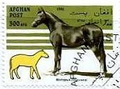 アフガニスタンの馬