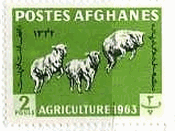 アフガニスタンの羊（1963年）動物