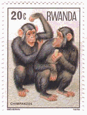 チンパンジー（ルワンダ）