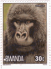 ゴリラ（ルワンダ）