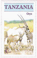オリックス（タンザニア）　Oryx