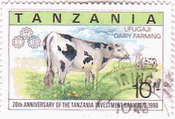 タンザニアの乳牛(1990年）　ミルク