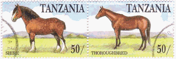 タンザニアの馬(1991年）シャイア‐ホース ［shire horse]、サラブレッド[thoroughbred]