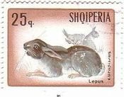 ケープノウサギ（Lepus capensis）