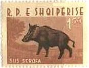 野生のイノシシ（アルバニア、1962年）学名:Boar