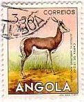 Springbok：スプリングボック　アンゴラ