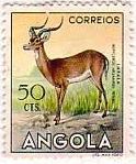 Impala：インパラ　アンゴラ