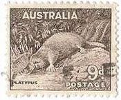 カモノハシ（オーストラリア、1937年）