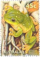 Magnificent Tree Frog (ｵｰｽﾄﾗﾘｱ）