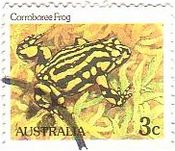 ｱﾏｶﾞｴﾙ科（Corroboree frogs 、ｵｰｽﾄﾗﾘｱ）