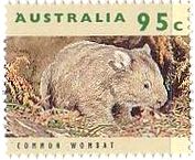 コモンウォンバット(Common Wombat )