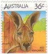 赤カンガルー（オーストラリア）