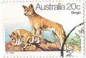 ディンゴ (Dingo) は、オーストラリア大陸の野犬の一種