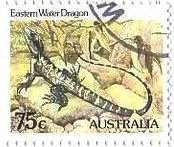 オーストラリアミズトカゲ(Eastern water dragon)