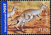 アカカンガルー（オーストラリア、2005年）