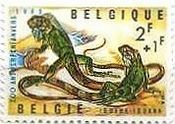 ベルギーの爬虫類。両生類　一般的なイグアナ