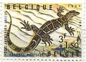 ベルギーの爬虫類。両生類　アフリカン・モニター