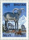 ブルーシープ(Pseudois nayaur、Himalayan Blue Sheep, Bharal、ブータン)