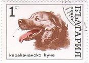 ゴールデン・リトリバー（ブルガリア）　犬