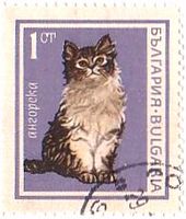 アンゴラ（ブルガリア）　ネコ　猫