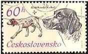 チェコスロバキアの狩猟犬（1973年）　ジャーマン・ポインター