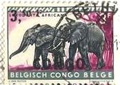 ベルギー領コンゴのアフリカゾウ