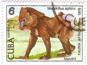 ハバナ動物園のマンドリル（キューバ、1078年）