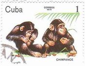 チンパンジーの兄弟（キューバ）