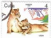 動物園のライオンの兄弟（Cuba,1979年）