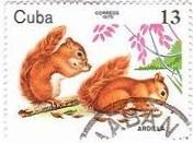 動物園の赤リスの兄弟（キューバ、1979年）