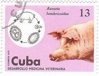 蛔虫(Ascaris lumbricoides)　豚（ブタ）　キューバ