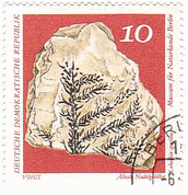 東ドイツの化石　レバキア科 （Lebachia speciosa）