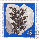 東ドイツの化石　シダ植物（Sphenopteris hollandica）