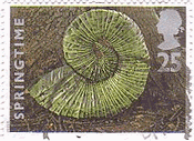 アンモナイト　イギリスの化石