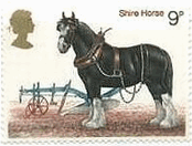 イギリスの馬（1978年）　シャイア・ホース