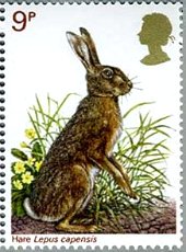 ノウサギ（イギリス、野生動物）