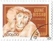 アカゲザル（Macaca mulatta rhesus macaque (or monkey) ）
