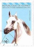 アラブ種の馬（ギニア、1995年）