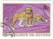 ヒョウ（leopard、ギニア）