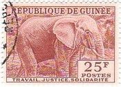 アフリカゾウ（ギニア）