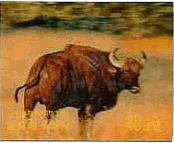 ブータンの牛（立体切手）