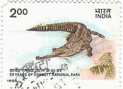 インドの野生ワニ(Gavial）　1986年