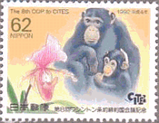 チンパンジーの親子（日本）　ランの花