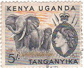 アフリカゾウ（ケニア・ウガンダ・タンガニーカ）