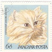 ハンガリーの家ネコ（1968年）　クリーム・ペルシャ猫