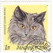 ハンガリーの家ネコ（1968年）　スモーキー・ペルシャ猫