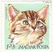 ハンガリーの家ネコ（1968年）　飼い猫