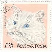 ハンガリーの家ネコ（1968年）　ホワイト･ペルシャ猫