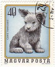 子犬（ハンガリー,1974年）