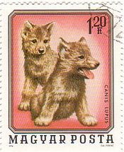 オオカミの子供（ハンガリー,1976年）　wolf　動物